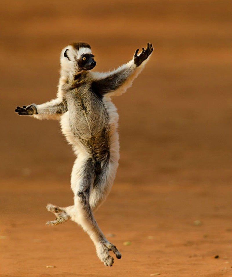 Một con vượn cáo đang chạy nhảy tung tăng trong ánh hoàng hôn. Nổi tiếng là loại động vật hoang dã có nhiều biểu cảm "khó đỡ", con vượn cáo này thực sự giống như đang giống lòng thể hiện một vũ điệu ba lê có độ khó cao.