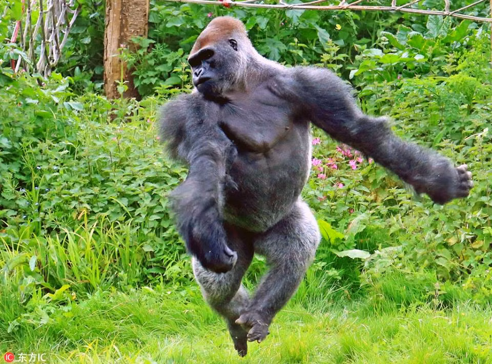 Giống như vượn cáo, con khỉ đột này thể hiện đam mê với bộ môn nghệ thuật ba lê.