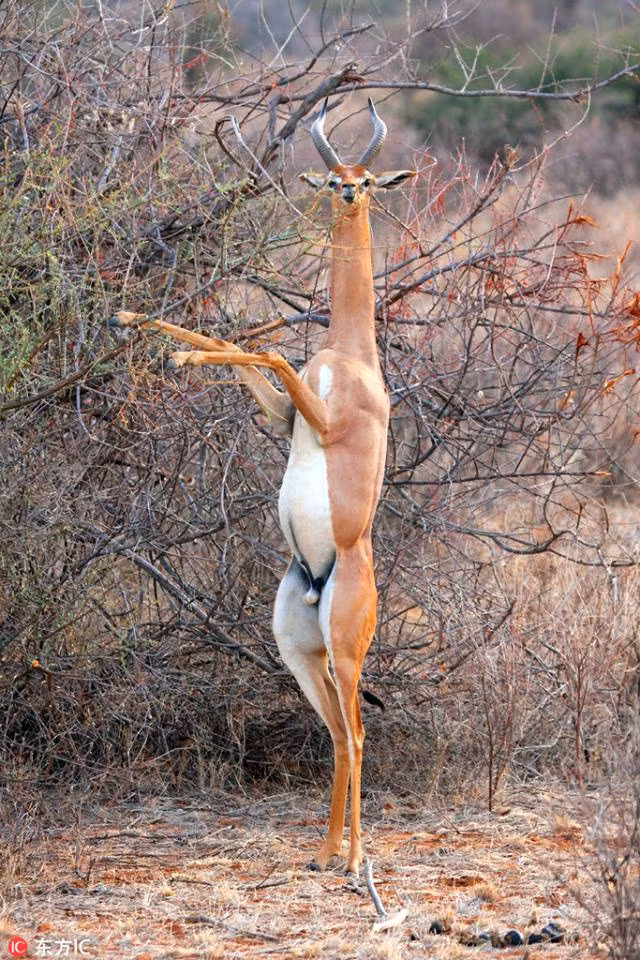 Rất khó để tưởng tượng ra một con linh dương Impala khi nhảy múa sẽ giống như thế nào. Và đây, khoảnh khắc con linh dương đứng thẳng chân và chụm lại như múa ba lê để ăn lá non trên cao.