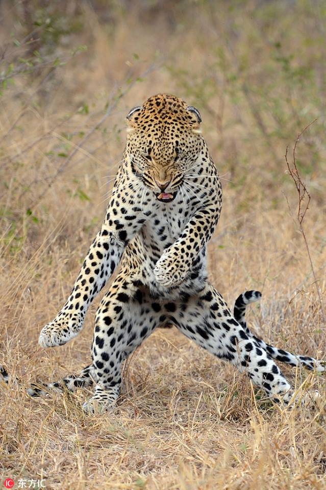 Báo đốm giống hệt như đang đắm mình trong điệu nhảy mạnh mẽ, quên hết sự đời.