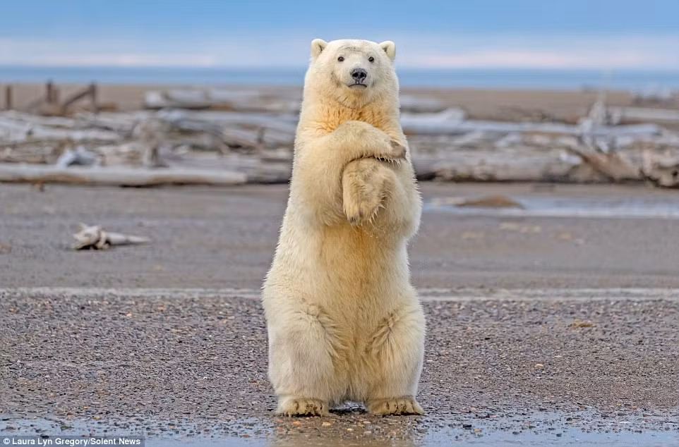 Gấu trắng Bắc cực cũng thể hiện sự đáng yêu của mình thông qua dáng nhảy lúc lắc ngộ nghĩnh.