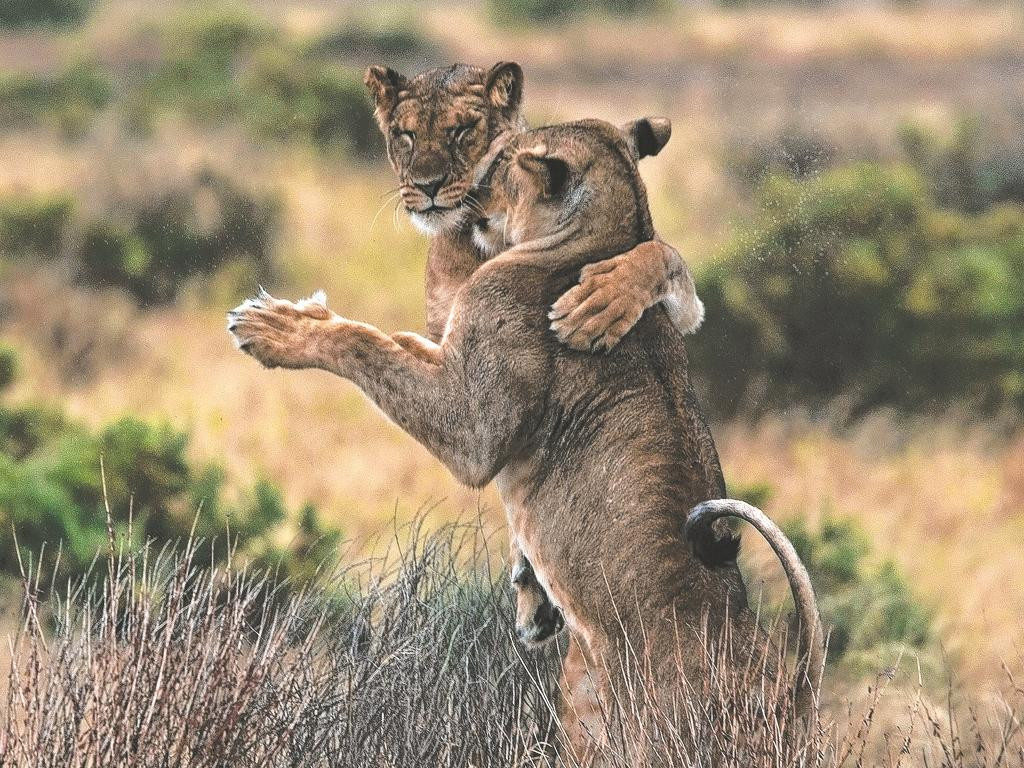 Bức ảnh động vật ấn tượng này ghi lại khoảnh khắc hai con sư tử cùng nhau luyện tập những ngón đòn chiến đấu. Tuy nhiên, dưới con mắt hài hước của nhiếp ảnh gia, trông chúng như đang phiêu theo điệu nhảy đôi cực tình cảm.