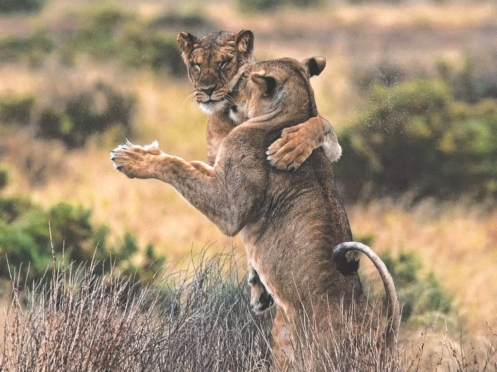Bức ảnh động vật ấn tượng này ghi lại khoảnh khắc hai con sư tử cùng nhau luyện tập những ngón đòn chiến đấu. Tuy nhiên, dưới con mắt hài hước của nhiếp ảnh gia, trông chúng như đang phiêu theo điệu nhảy đôi cực tình cảm.