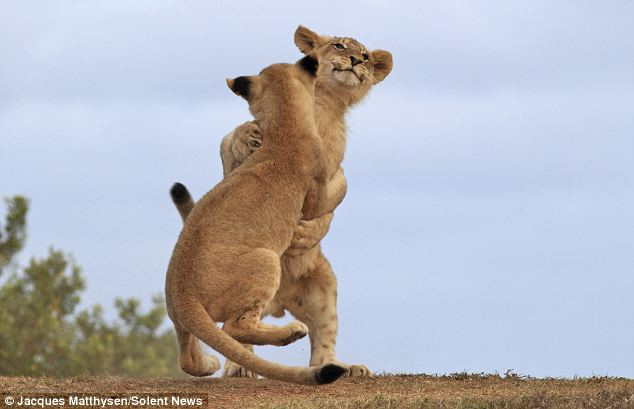 Khoảnh khắc sư tử con đùa nhau, trông giống như chúng đang tập nhảy một điệu nhảy đôi.