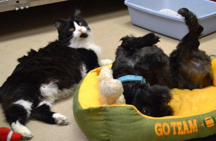 Khi mèo Jack được đưa tới trung tâm và bị tách ra, nó vô cùng bất an và lo lắng.