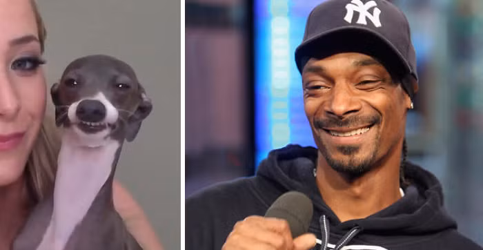 Trông mặt chú chó đáng yêu bên cạnh cô chủ của mình chẳng khác nào khuôn mặt tươi cười ngượng ngùng của rapper, ca sĩ, nhà sản xuất thu âm và diễn viên người Mỹ Snoop Dogg.