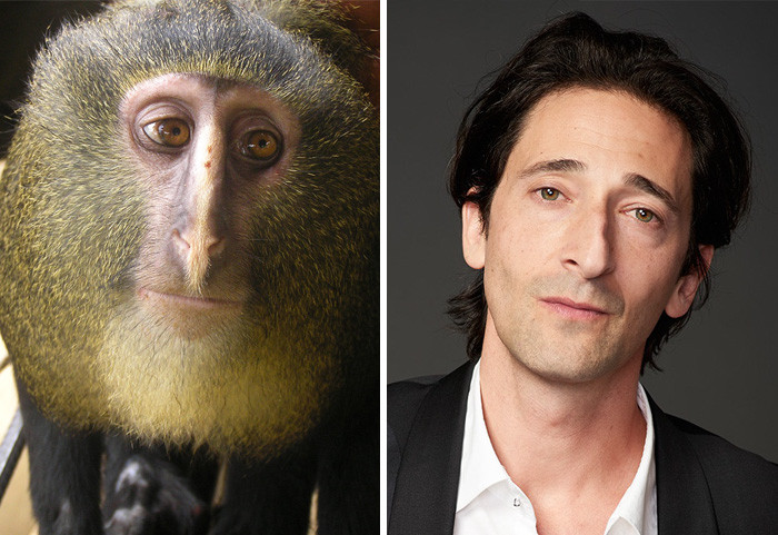 Con khỉ này có khuôn mặt biểu cảm đạt đến mức được so sánh với Adrien Brody, một nam diễn viên từng đoạt Giải Oscar.