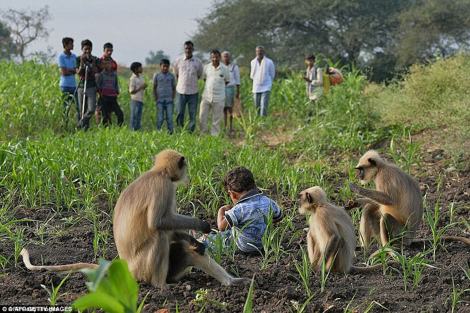 Những người dân từng thử đưa một em bé khác đến chơi cùng bầy khỉ, thế nhưng khi thấy đứa trẻ lạ mặt, những con khỉ lập tức trở nên hung dữ.