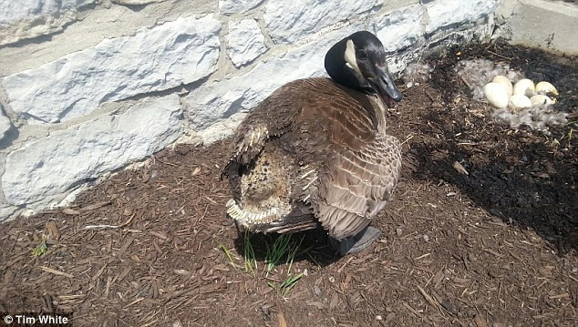 Mới đây, chuyên gia động vật hoang dã Tim White và con gái bất ngờ phát hiện ra vụ cháy gần tòa nhà làm việc. Vội vàng dẫn nước tới dập lửa, họ bắt gặp một cảnh tượng vô cùng cảm động.