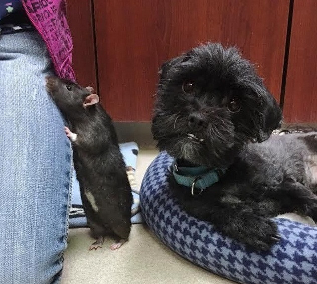 Mặc dù luyến tiếc bộ ba đặc biệt này, thế nhưng các nhân viên cũng vui vẻ tiễn chúng về tổ ấm hạnh phúc mới.