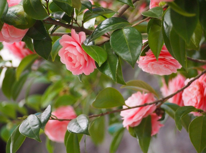 Vẻ đẹp của loài hoa vừa cao nhã vừa cuốn hút. Ngay cả khi chụp cận cảnh vẫn đẹp không chút tỳ vết nào, giống như vẻ đẹp của thiếu nữ đang thời xuân sắc, khiến vạn người đều mê.