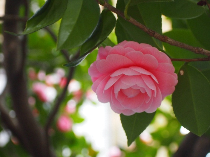 Sau khi đăng tải những hình ảnh về loài hoa tuyệt đẹp này lên trang Twitter cá nhân. Đông đảo mọi người đều công nhận, cái tên hoa thiếu nữ thực sự xứng đáng với loài hoa này.