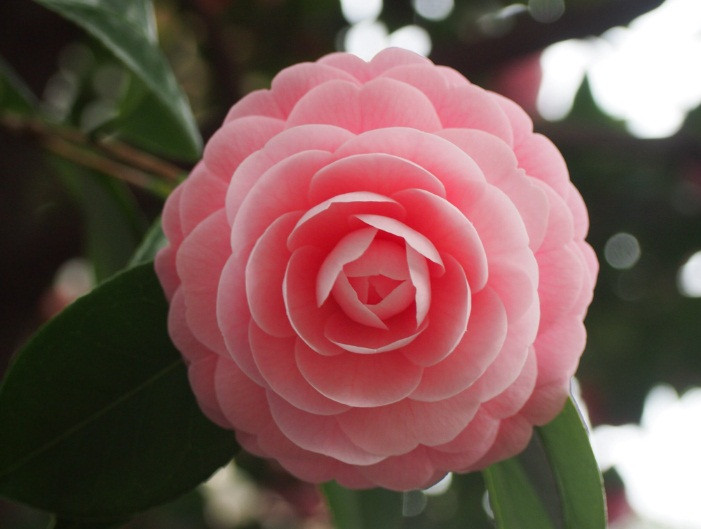 Mới đây, một cư dân mạng ở Nhật Bản đăng tải những hình ảnh đẹp tuyệt mỹ của một loài hoa có cái tên rất kêu. Theo thông tin đăng tải, ở Nhật, loài hoa này được gọi là "maiden", theo tiếng Nhật, đó là loài hoa thiếu nữ.