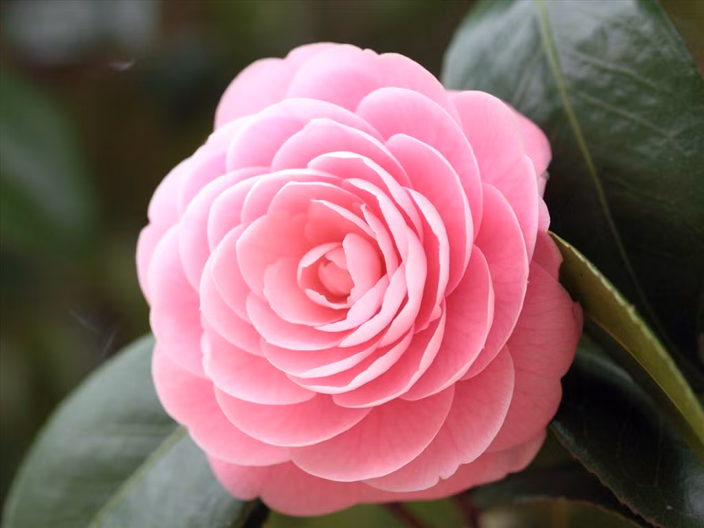 Trong ngôn ngữ của các loài hoa, hoa trà mang ý nghĩa "duyên dáng" và "trái tim anh đã thuộc về em".