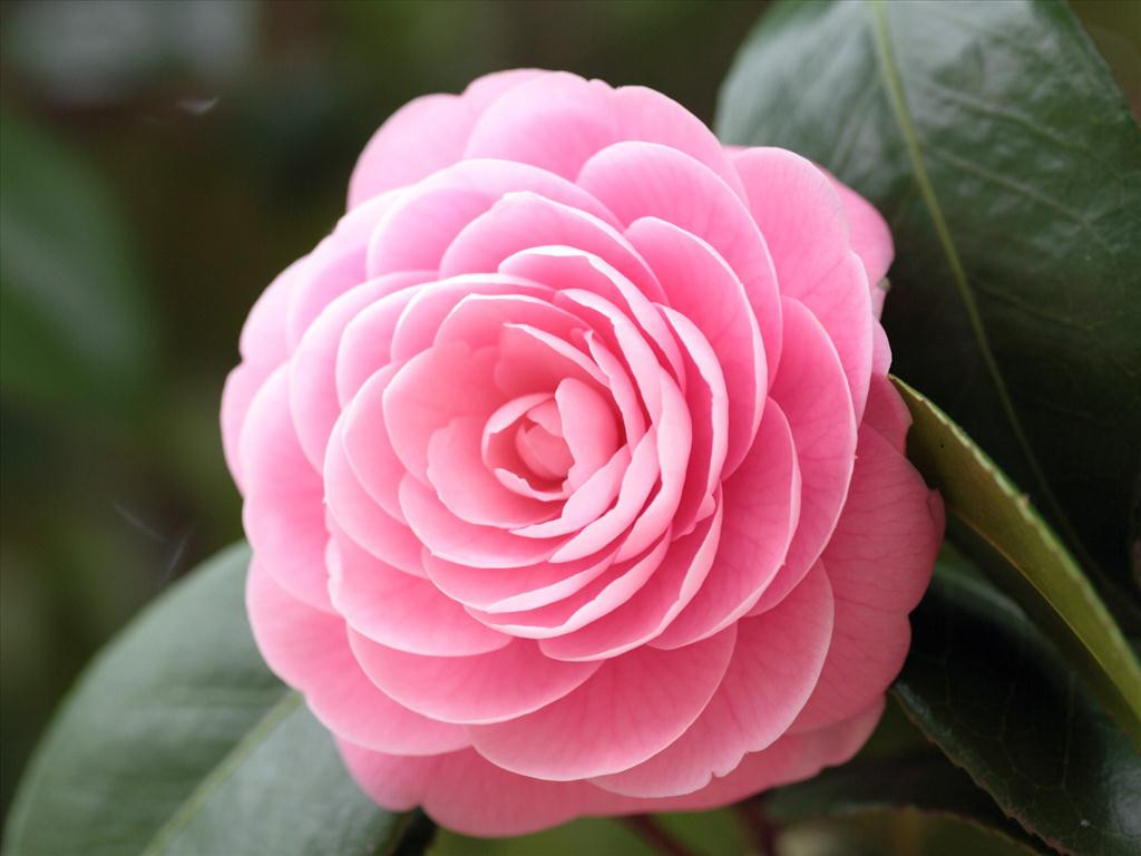 Trong ngôn ngữ của các loài hoa, hoa trà mang ý nghĩa "duyên dáng" và "trái tim anh đã thuộc về em".