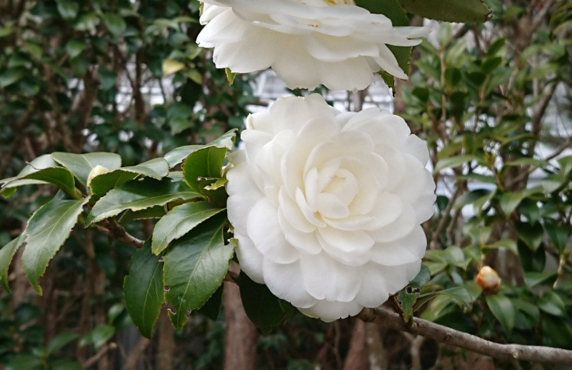 Những bông hoa trà màu trắng có vẻ đẹp thanh khiết và tao nhã không kém gì vẻ đẹp cuốn hút của hoa trà màu hồng.