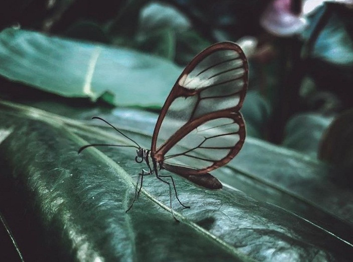 Chủ thể trong hình ảnh ấn tượng này là một con bướm Greta oto đẹp mắt với đôi cánh trong suốt giống như không có thật.