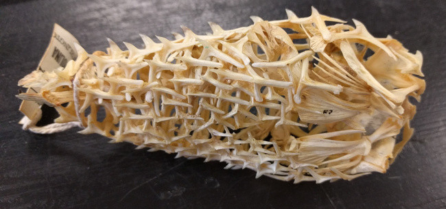 Bộ xương của cá nóc có kết cấu phức tạp và vô cùng hóc búa.