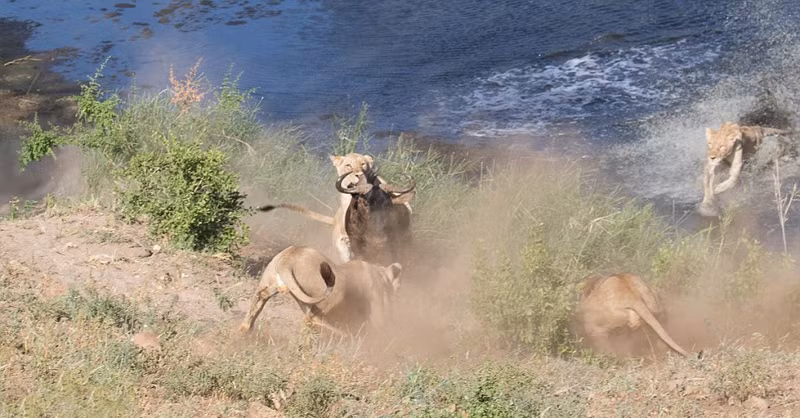 Mặc dù cố gắng chống chọi lại số phận thế nhưng linh dương đầu bò không thể tiếp tục di chuyển về phía trước. Một lần nữa, nó lại bị những con sư tử bắt lại.