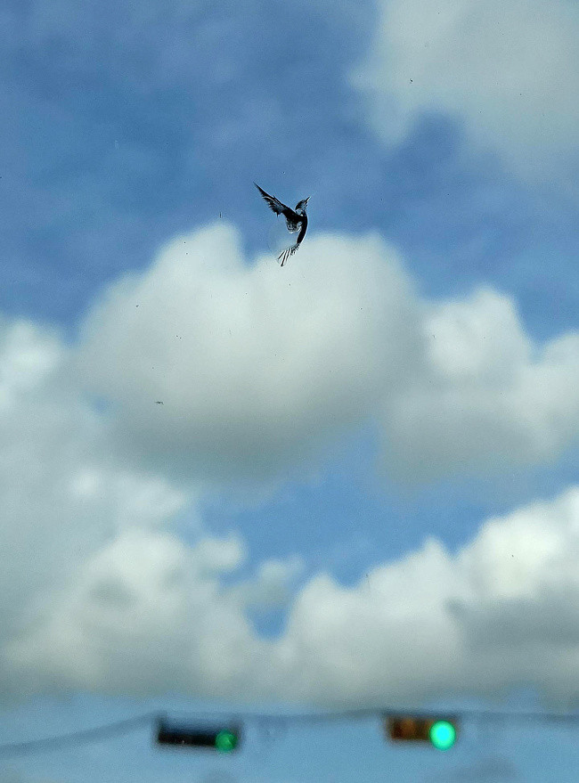 Rất nhiều người đã tưởng rằng bức ảnh là về một chú chim nhỏ tuyệt đẹp. Thế nhưng, họ đã vỡ mộng khi biết đây chỉ là một vết nứt trên kính chắn gió xe ô tô.