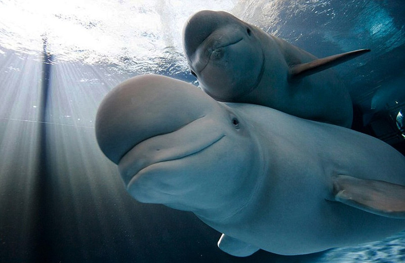 Nằm trên lưng mẹ, cá voi Beluga con chẳng lo lắng bất cứ điều gì, mỉm cười duyên dáng khi được chụp ảnh.