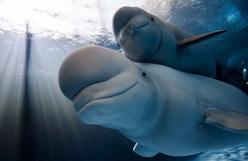 Nằm trên lưng mẹ, cá voi Beluga con chẳng lo lắng bất cứ điều gì, mỉm cười duyên dáng khi được chụp ảnh.