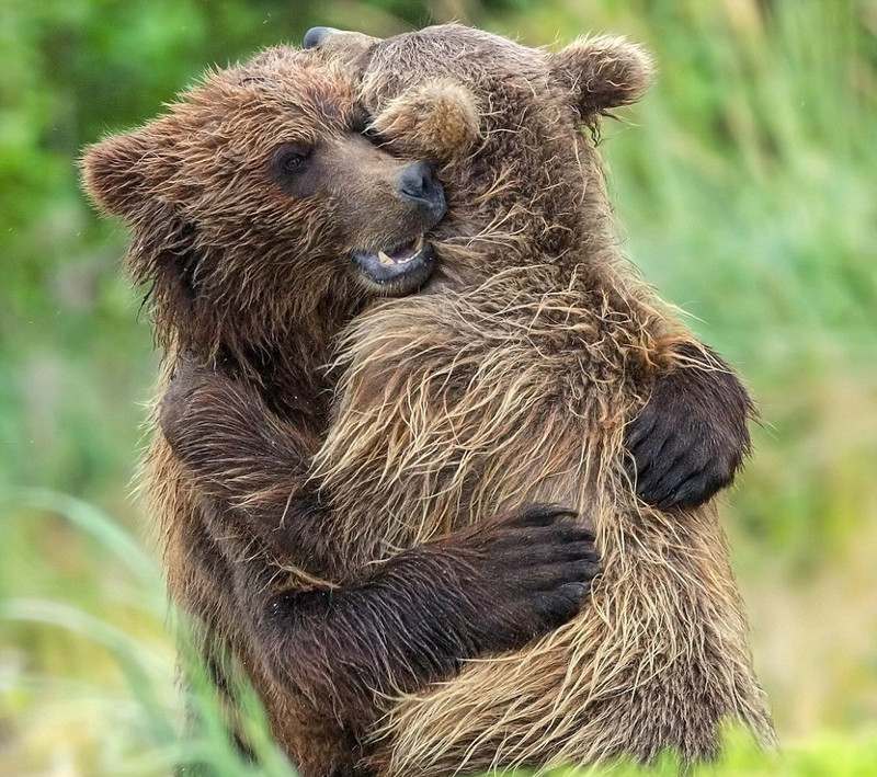 Để trưởng thành, gấu nâu hoang dã con phải chịu đựng sự huấn luyện nghiêm khắc của mẹ. Thế nhưng, hai mẹ con vẫn có những giây phút ấm áp như này.