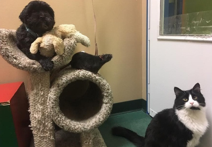 Tuy nhiên, khi đem đến, người chủ cũ không nói rằng Sasha, Jack và Tweaks là một gia đình. Vì vậy, chúng bị tách nhau ra.