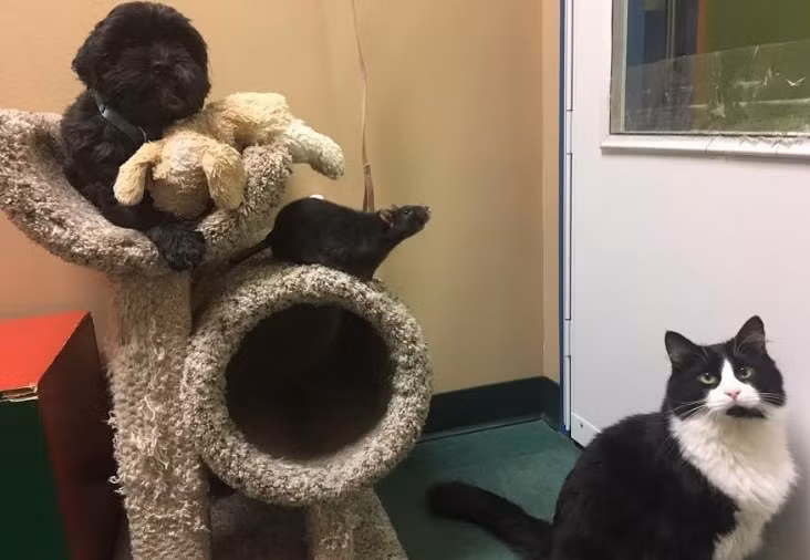 Tuy nhiên, khi đem đến, người chủ cũ không nói rằng Sasha, Jack và Tweaks là một gia đình. Vì vậy, chúng bị tách nhau ra.