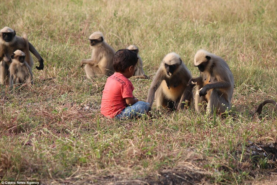 Kể từ đó, những con khỉ thường xuyên đến tìm Samarth để rủ đi chơi. Khi không thấy Samarth ở ngoài nhà, những con khỉ còn đánh bạo vào tận trong nhà để tìm cậu bé.