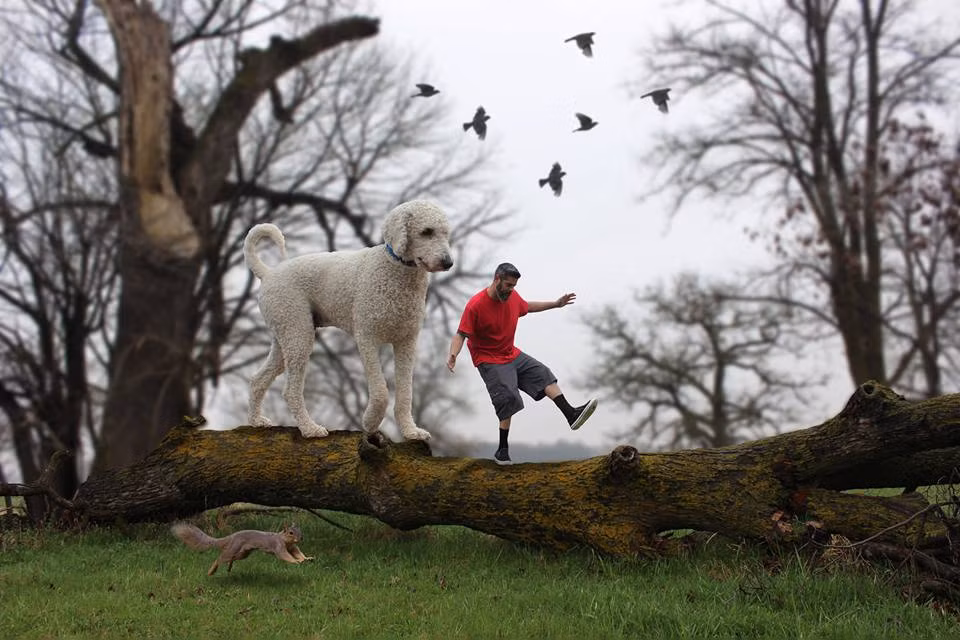 Sau đó, anh sẽ dùng phần mềm photoshop để biến chú chó cưng của mình trở thành một chú chó khổng lồ.