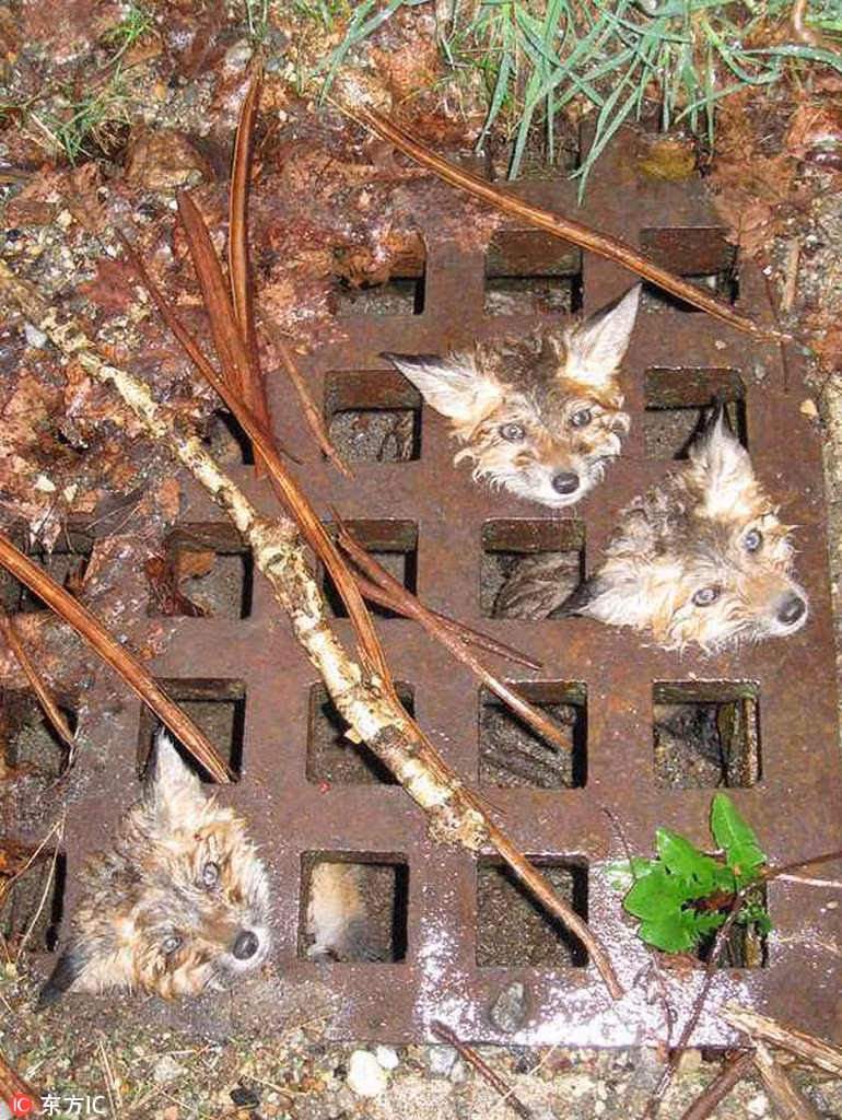 Tại Plainfield, Illinois, Mỹ, ba con cáo nhỏ do mải chơi đã bị mắc kẹt trong nắp cống thoát nước.