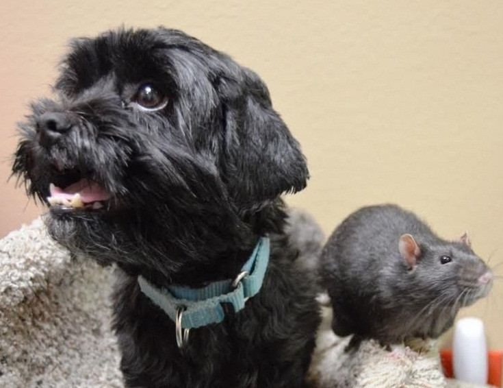 Chúng không chịu tách rời nhau. Có lúc, Jack và Sasha còn ôm nhau ngủ.