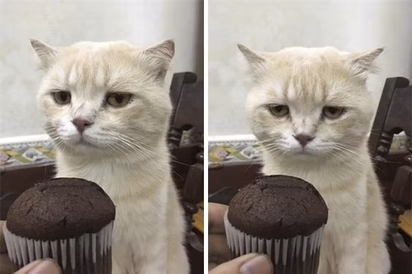 Khuôn mặt biểu cảm của Chó.