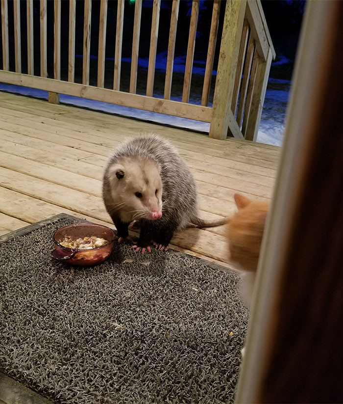 Đáng tiếc, vì tính tình nhút nhát, mèo cưng đã bị con chồn Opossum hoang dã đảo khách thành chủ. Vừa mon men tới gần bát thức ăn, mèo cưng đã bị con chồn Opossum dùng vẻ mặt "hình sự" để cảnh cáo.