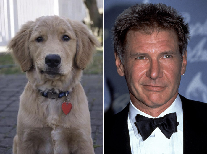 Chú chó có điệu cười nhếch mép hệt như tài tử Harrison Ford.