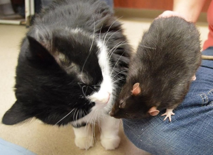 Chú chó Sasha, mèo Jack và chuột Tweaks được cứu giúp và đưa về trung tâm hồi đầu tháng 3. Cả ba được mang tới bởi người chủ cũ không thể tiếp tục nuôi thú cưng được nữa.