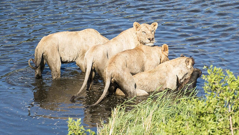 Con linh dương đầu bò tội nghiệp bị truy đuổi bởi những con sư tử. Nó băng qua một cánh đồng cỏ, sau đó lao vào con sông, mong rằng sư tử sợ nước sẽ buông tha cho nó.