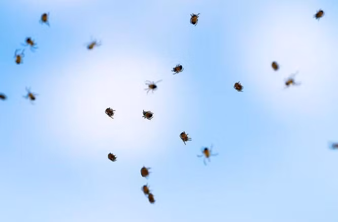 Vào năm 2015, hàng triệu con nhện nhỏ đã rơi xuống như một cơn mưa tại Australia. Và đó không phải là lần đầu tiên. Hiện tượng này được gọi là mưa nhện hay là tóc thiên thần. Bởi vì những con nhện để lại những sợi tơ dài khi rơi xuống.