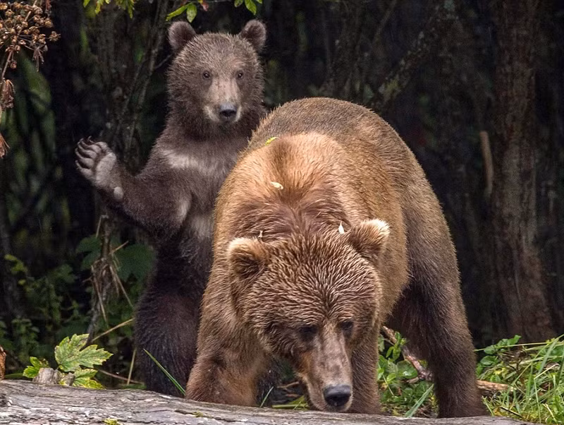 Trên đảo Kodiak ở Alaska, Mỹ, gấu con nghịch ngợm vỗ nhẹ vào mông của mẹ. Sở dĩ nó có thể tùy ý hành động như vậy vì nó biết rõ ràng, gấu mẹ vô cùng yêu thương mình, sẽ không trách mắng.