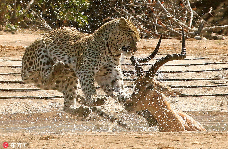 Linh dương Impala đang bất cẩn, mất cảnh giác khi uống nước. Cơ hội chỉ cần thế là đủ, con báo hoa mai nhanh chóng tấn công và giành thắng lợi tuyệt đối.