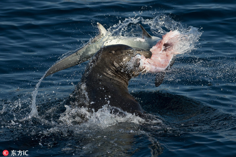 Cá mập và hải cẩu là những kẻ tử thù trên biển. Chỉ cần có cơ hội, những con hải cẩu sẽ săn giết những con cá mập con và ngược lại.