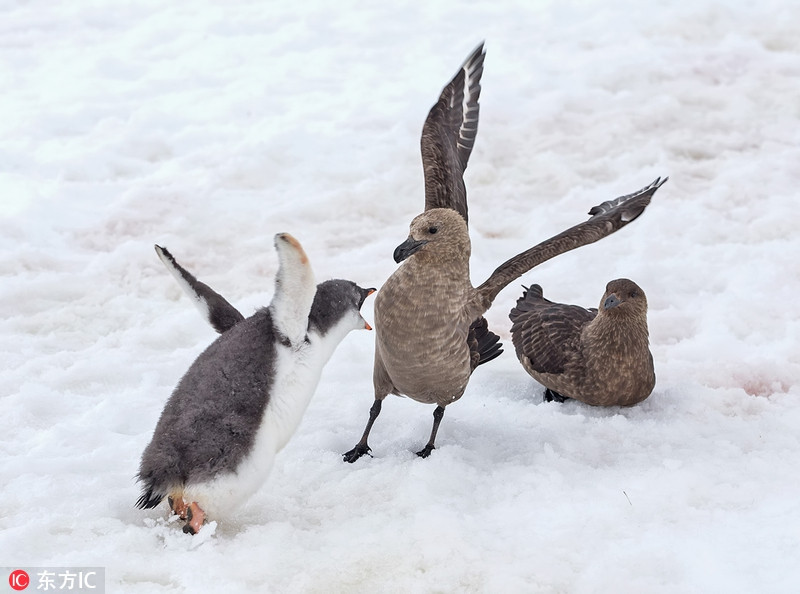 Trên đảo Birdman ở Nam Cực, một số con chim biển bắt nạt một con chim cánh cụt con, khi chim cánh cụt bố và mẹ vắng nhà. Tuy nhiên, bằng sự can đảm, chim cánh cụt con đã dạy cho những kẻ bắt nạt một bài học.