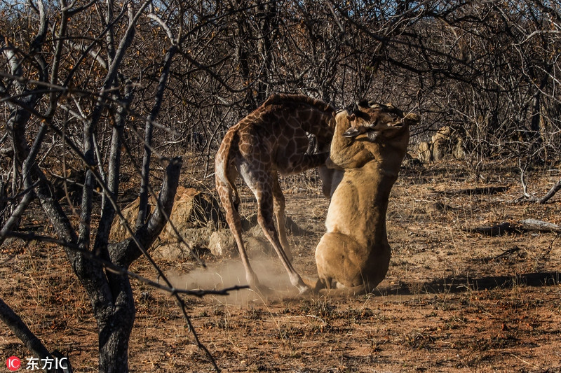Khoảnh khắc động vật đấu tranh sinh tồn khốc liệt, một con sư tử cái đói mồi săn giết hươu cao cổ con. Bản năng sinh tồn khiến con hươu cao cổ con liên tục vùng vẫy, thế nhưng do yếu, không có kinh nghiệm, hươu con ngã gục dưới móng vuốt sư tử.