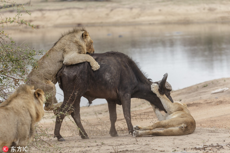 Con trâu rừng gầy gò này bị một đàn sư tử quây giết và bị lạc đồng loại ở quá xa.