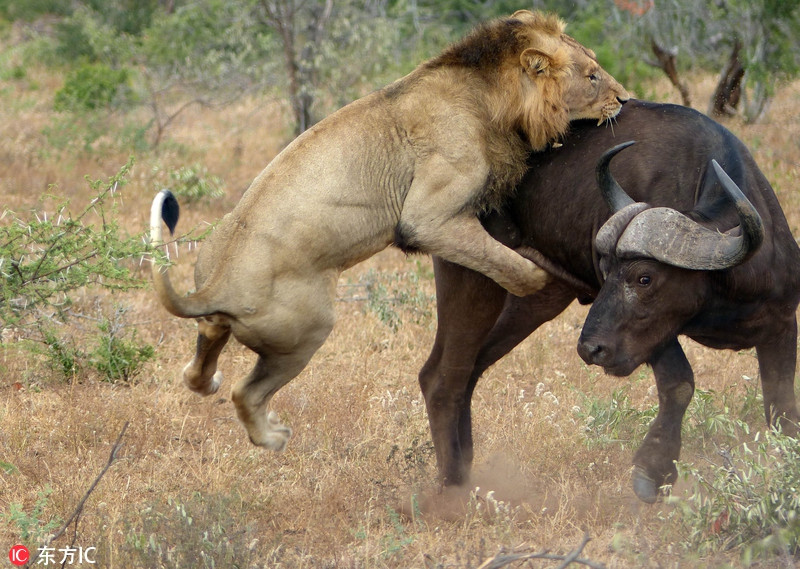 Sư tử đực đói bụng nhìn thấy một con trâu bị thương liền tấn công, con trâu hú lên những tiếng hét tuyệt vọng đã thu hút được đồng loại của nó đến giải cứu.