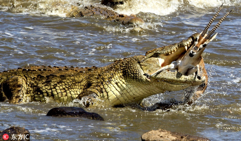 Con cá sấu khổng lồ há miệng cắn chặt linh dương tội nghiệp như một sự đào thải tự nhiên.