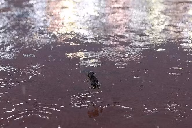 Lốc xoáy cũng có thể là nguyên nhân của hiện tượng mưa ếch ở Kansas City, Missouri.