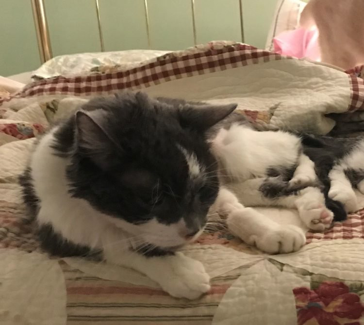 Chú mèo Stanley được chủ nhân chi bộn tiền để ghép thận.