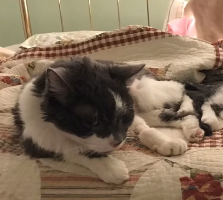 Chú mèo Stanley được chủ nhân chi bộn tiền để ghép thận.